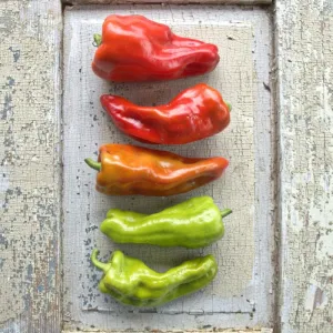 Cubanelle Pepper (65 Days)