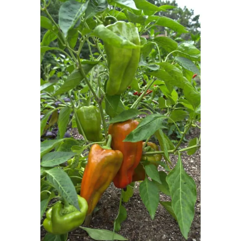 Cubanelle Pepper (65 Days)