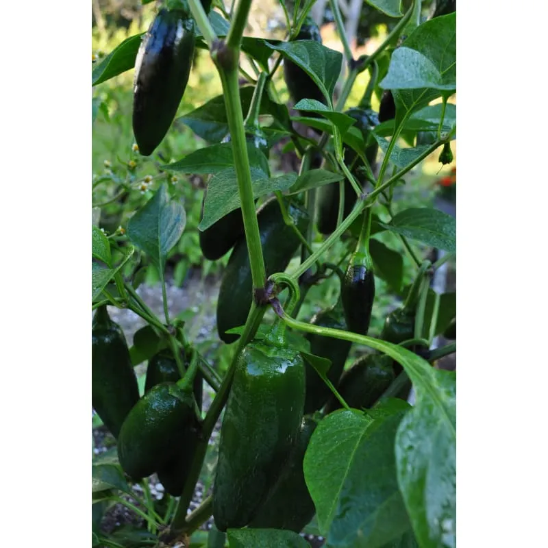 Early Jalapeño Hot Pepper (Heirloom 66 Days)