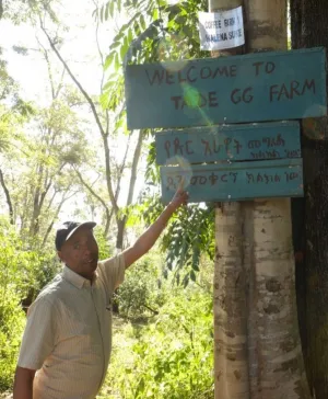 Ethiopia Tade GG Honey     Filter