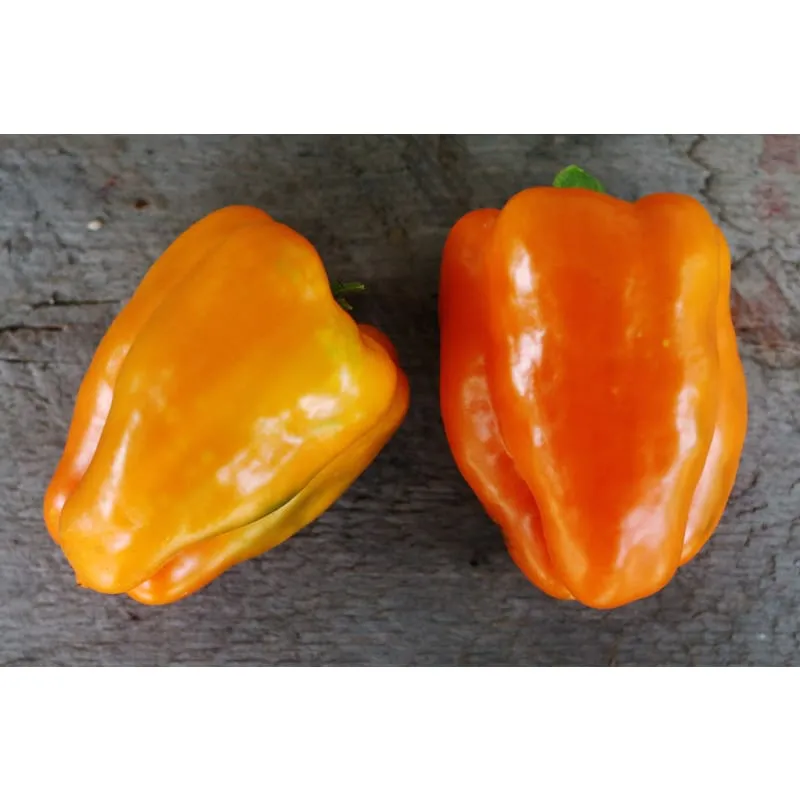 Orange Sun Pepper (81 Days)