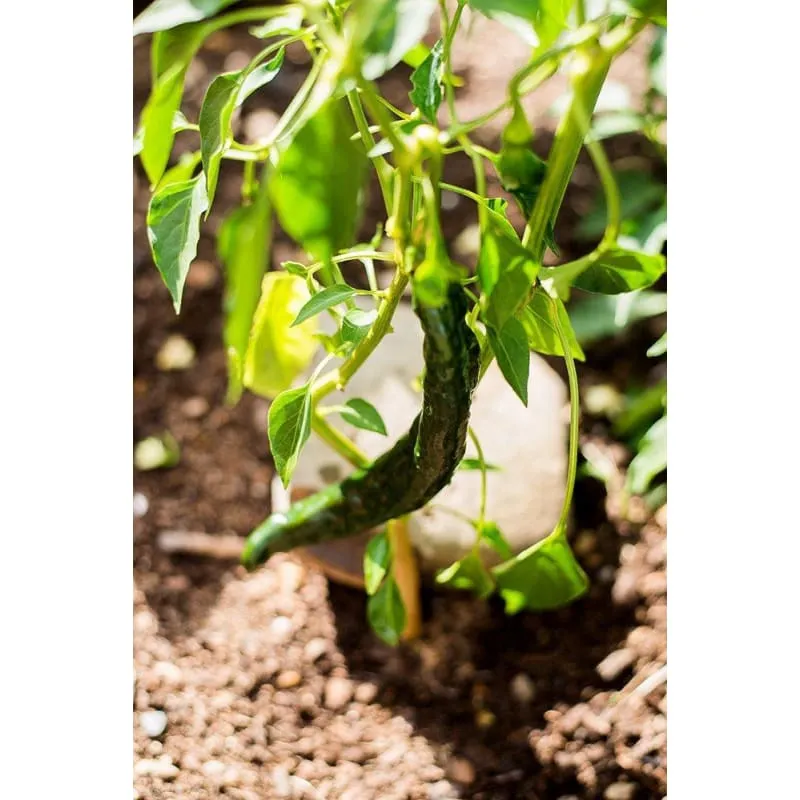 Pasilla Bajio Hot Pepper (Heirloom 80 Days)