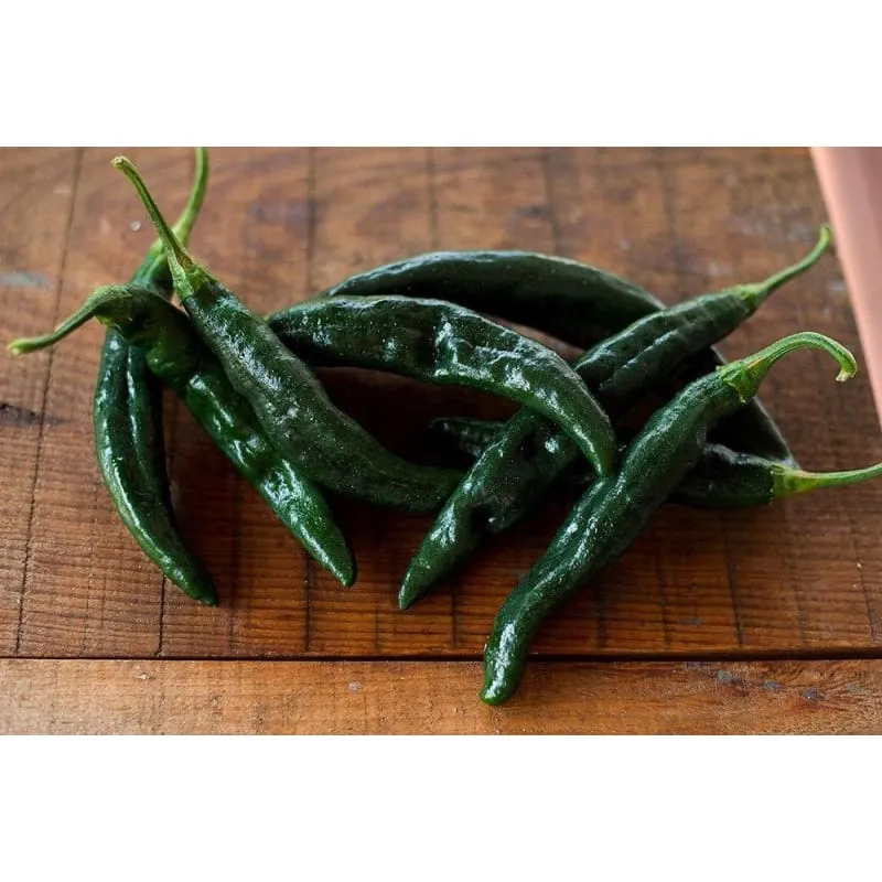 Pasilla Bajio Hot Pepper (Heirloom 80 Days)