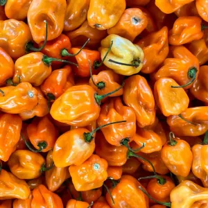 Pinetree Special Habanero Pepper Mix (85-100 Days)