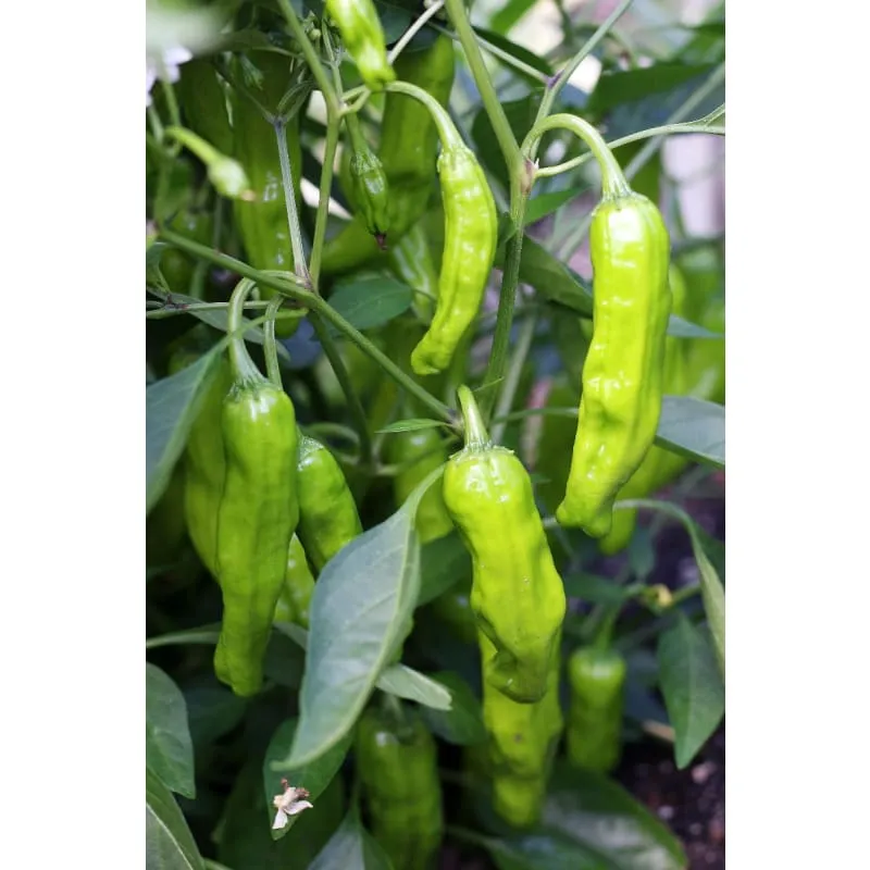 Shishito Pepper (Organic 60 Days)