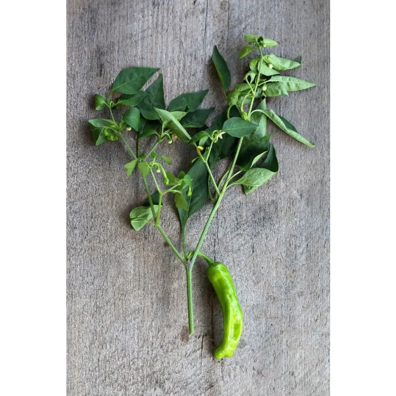 Shishito Pepper (Organic 60 Days)