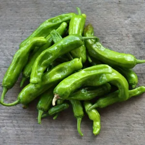 Shishito Pepper (Organic 60 Days)