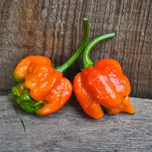 Trinidad Scorpion Pepper (100 Days)