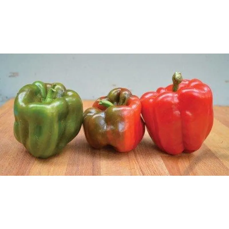 Wisconsin Lakes Pepper (75 Days)