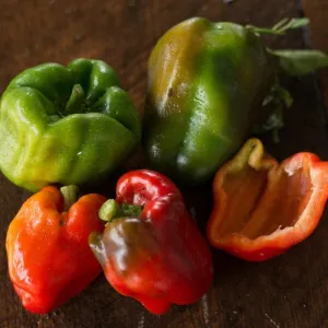 Wisconsin Lakes Pepper (75 Days)